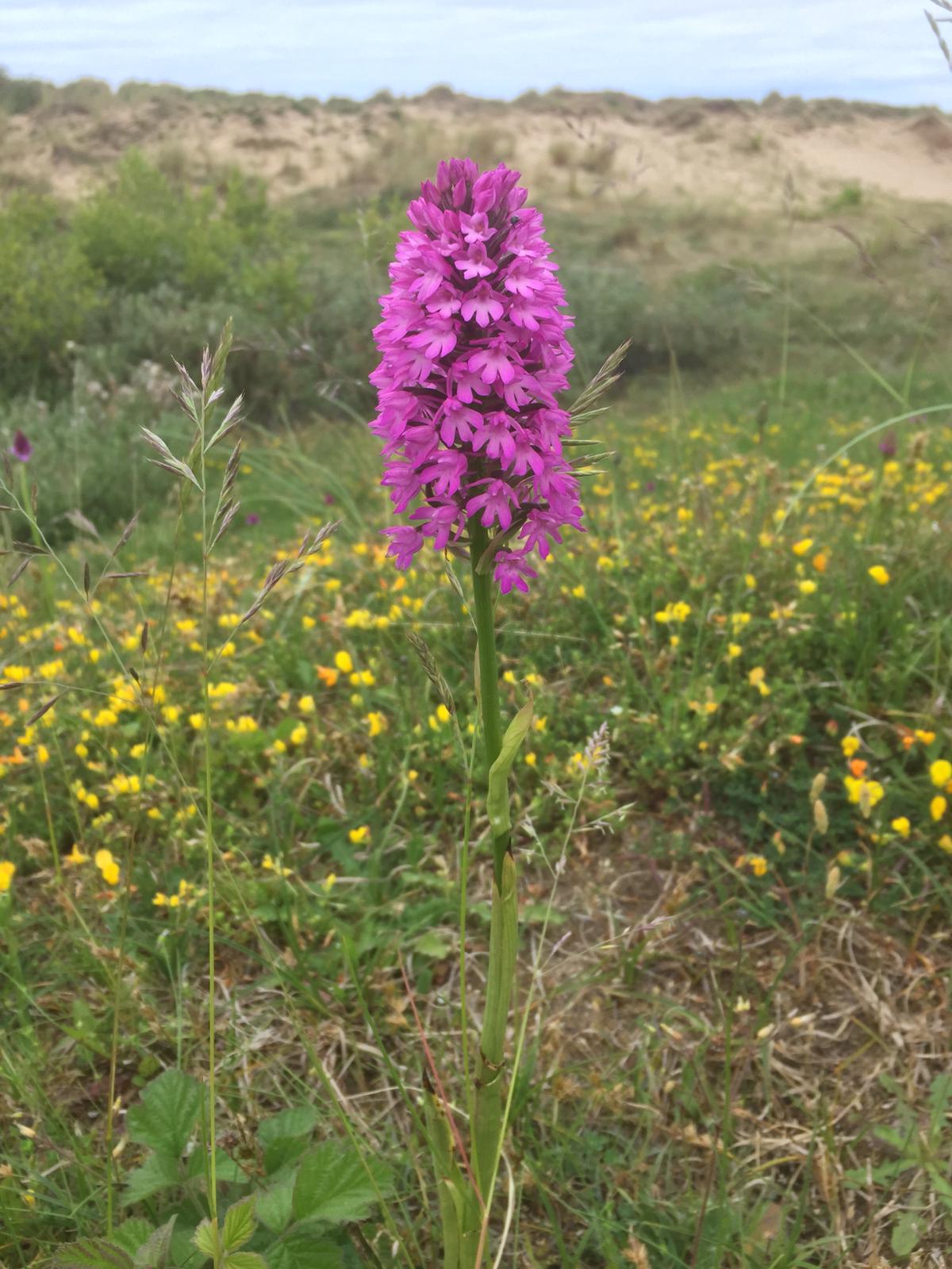 Dune plant communities on the Sefton Coast