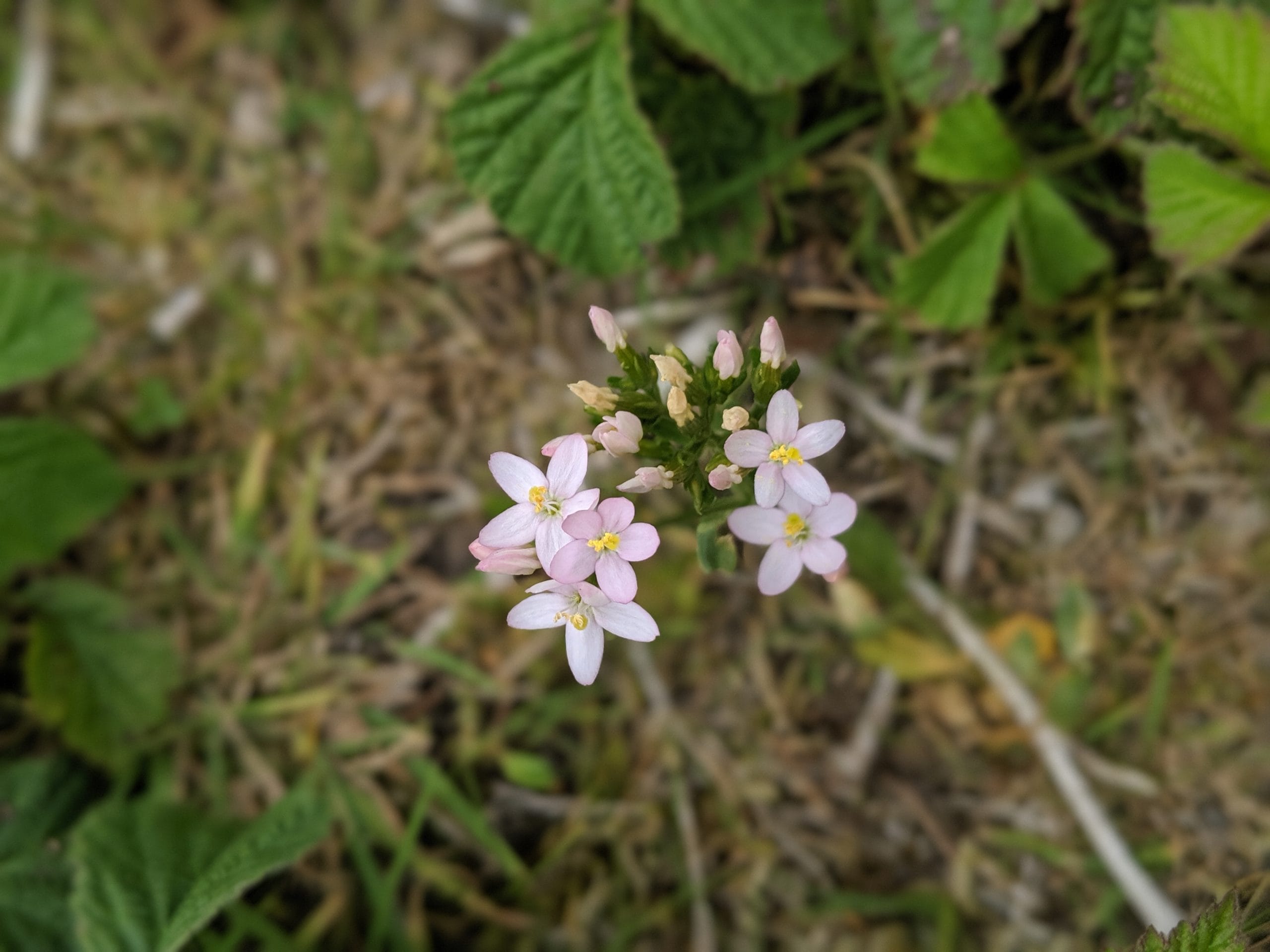 Saltmarsh plantlife including Sea Lavender and Glasswort species